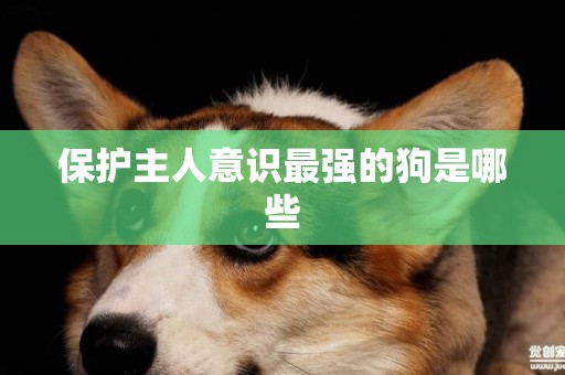 保護主人意識最強的狗是哪些