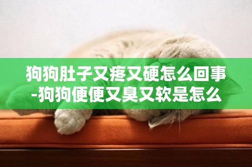 狗狗肚子又疼又硬怎么回事-狗狗便便又臭又軟是怎么回事