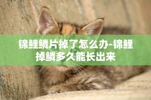 錦鯉鱗片掉了怎么辦-錦鯉掉鱗多久能長出來