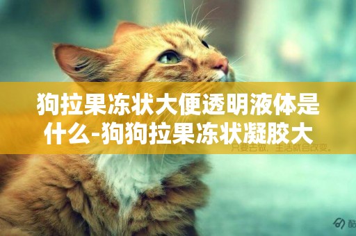 狗拉果凍狀大便透明液體是什么-狗狗拉果凍狀凝膠大便