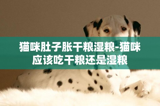 貓咪肚子脹干糧濕糧-貓咪應該吃干糧還是濕糧