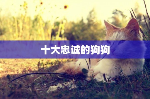 十大忠誠的狗狗
