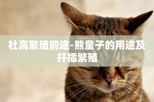 杜高繁殖前途-熊童子的用途及扦插繁殖