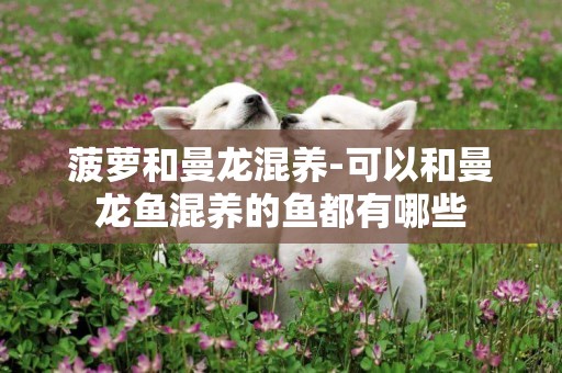 菠蘿和曼龍混養-可以和曼龍魚混養的魚都有哪些