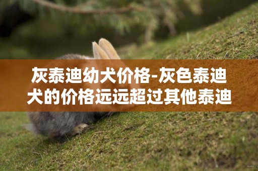 灰泰迪幼犬價格-灰色泰迪犬的價格遠遠超過其他泰迪犬