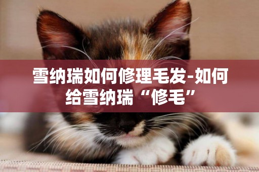 雪納瑞如何修理毛發-如何給雪納瑞“修毛”