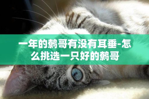 一年的鷯哥有沒有耳垂-怎么挑選一只好的鷯哥