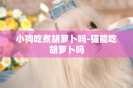小狗吃煮胡蘿卜嗎-貓能吃胡蘿卜嗎