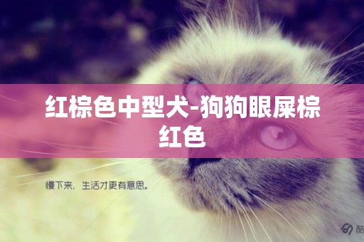 紅棕色中型犬-狗狗眼屎棕紅色