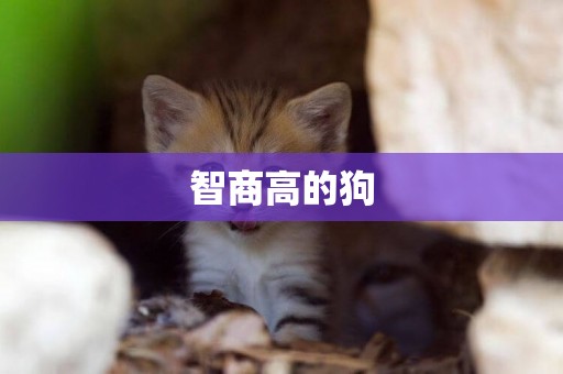 智商高的狗