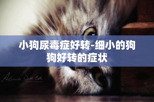 小狗尿毒癥好轉-細小的狗狗好轉的癥狀