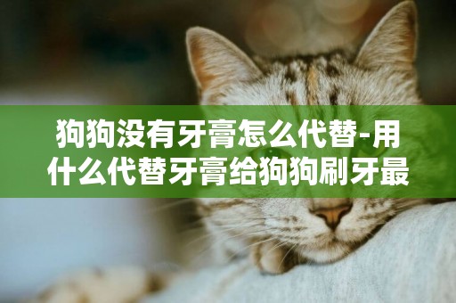 狗狗沒有牙膏怎么代替-用什么代替牙膏給狗狗刷牙最好