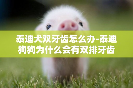 泰迪犬雙牙齒怎么辦-泰迪狗狗為什么會有雙排牙齒