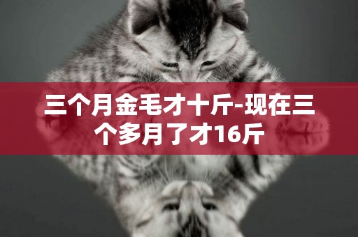 三個月金毛才十斤-現在三個多月了才16斤