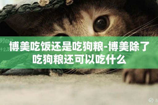 博美吃飯還是吃狗糧-博美除了吃狗糧還可以吃什么