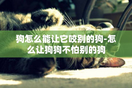 狗怎么能讓它咬別的狗-怎么讓狗狗不怕別的狗