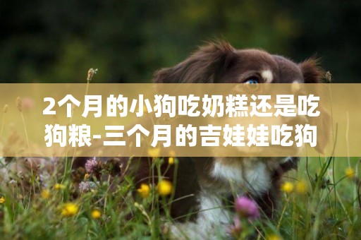 2個月的小狗吃奶糕還是吃狗糧-三個月的吉娃娃吃狗糧好還是吃奶粉好