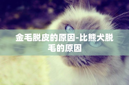 金毛脫皮的原因-比熊犬脫毛的原因