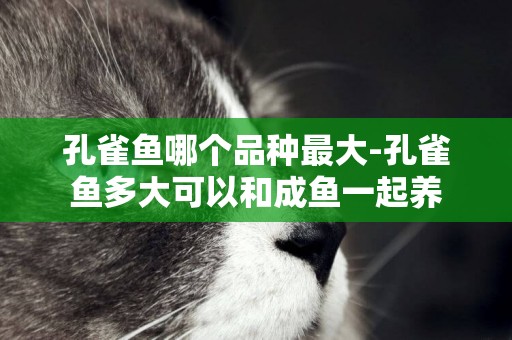 孔雀魚哪個品種最大-孔雀魚多大可以和成魚一起養