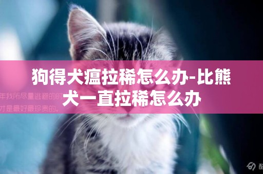 狗得犬瘟拉稀怎么辦-比熊犬一直拉稀怎么辦