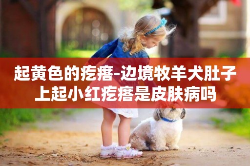 起黃色的疙瘩-邊境牧羊犬肚子上起小紅疙瘩是皮膚病嗎