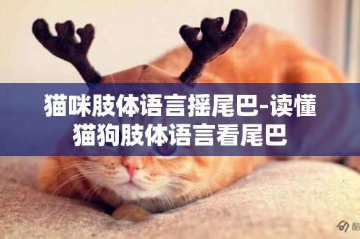 貓咪肢體語言搖尾巴-讀懂貓狗肢體語言看尾巴