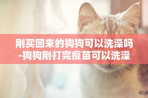 剛買回來的狗狗可以洗澡嗎-狗狗剛打完疫苗可以洗澡嗎