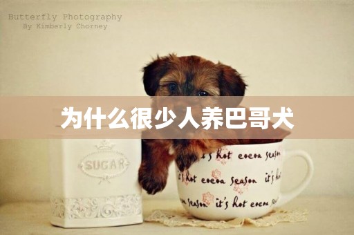 為什么很少人養巴哥犬