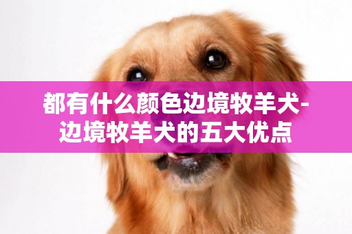 都有什么顏色邊境牧羊犬-邊境牧羊犬的五大優點