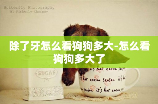 除了牙怎么看狗狗多大-怎么看狗狗多大了