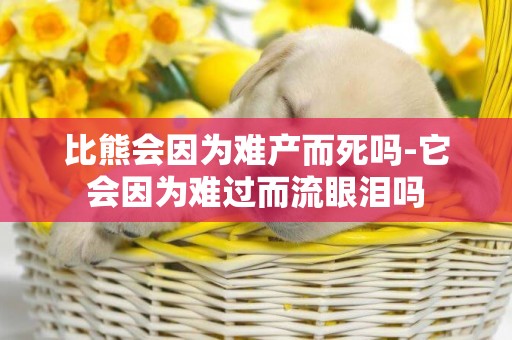 比熊會因為難產而死嗎-它會因為難過而流眼淚嗎
