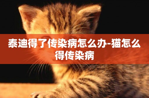 泰迪得了傳染病怎么辦-貓怎么得傳染病