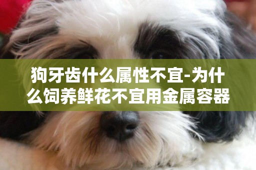 狗牙齒什么屬性不宜-為什么飼養鮮花不宜用金屬容器