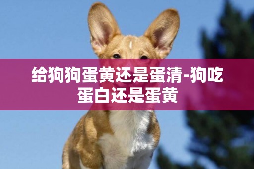 給狗狗蛋黃還是蛋清-狗吃蛋白還是蛋黃