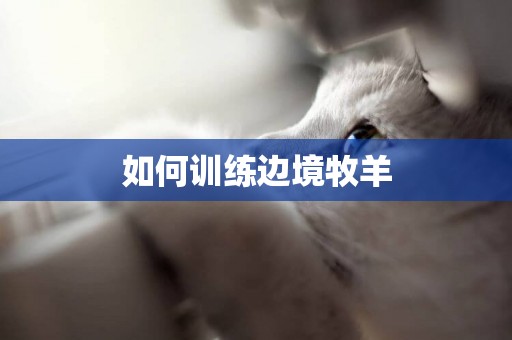 如何訓練邊境牧羊