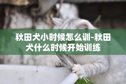 秋田犬小時候怎么訓-秋田犬什么時候開始訓練
