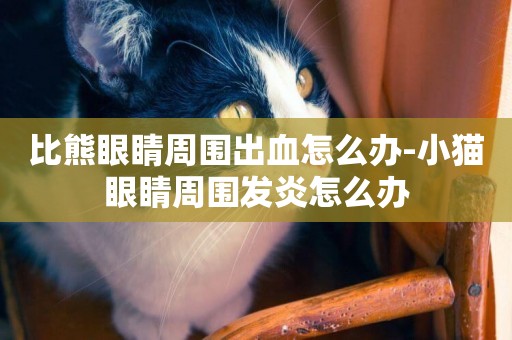 比熊眼睛周圍出血怎么辦-小貓眼睛周圍發炎怎么辦