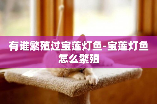 有誰繁殖過寶蓮燈魚-寶蓮燈魚怎么繁殖