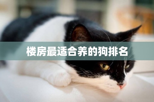 樓房最適合養的狗排名
