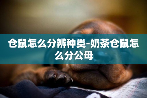 倉鼠怎么分辨種類-奶茶倉鼠怎么分公母