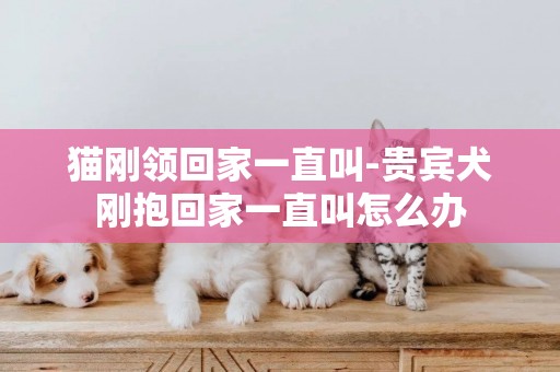 貓剛領回家一直叫-貴賓犬剛抱回家一直叫怎么辦