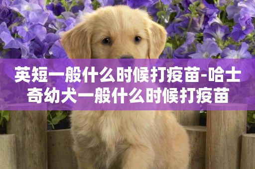 英短一般什么時候打疫苗-哈士奇幼犬一般什么時候打疫苗