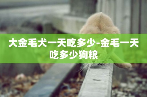 大金毛犬一天吃多少-金毛一天吃多少狗糧