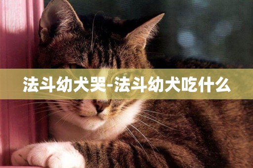 法斗幼犬哭-法斗幼犬吃什么