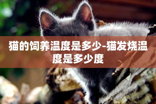 貓的飼養溫度是多少-貓發燒溫度是多少度