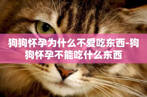 狗狗懷孕為什么不愛吃東西-狗狗懷孕不能吃什么東西