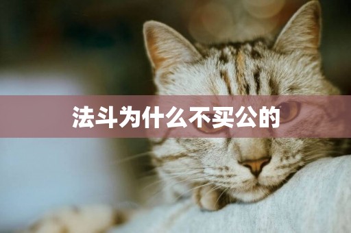 法斗為什么不買公的
