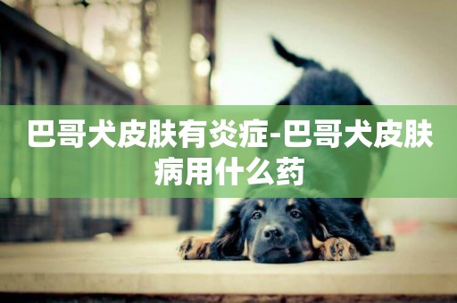 巴哥犬皮膚有炎癥-巴哥犬皮膚病用什么藥