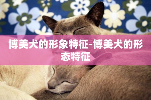 博美犬的形象特征-博美犬的形態特征