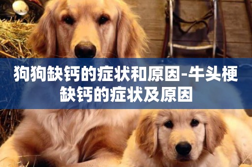 狗狗缺鈣的癥狀和原因-牛頭梗缺鈣的癥狀及原因